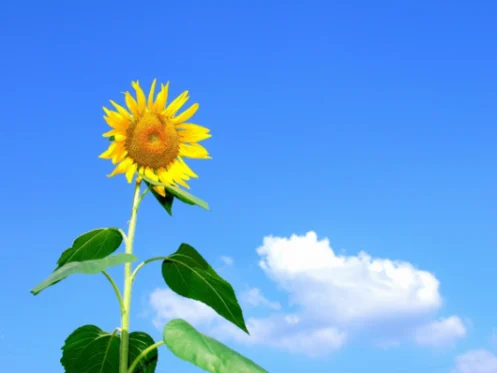 Summer heating tips in Orem, UT